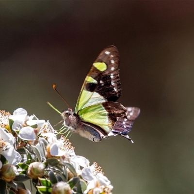 Graphium macleayanum (Macleay's Swallowtail) at Acton, ACT - 19 Nov 2018 by AlisonMilton