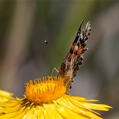 Vanessa kershawi (Australian Painted Lady) at Acton, ACT - 19 Nov 2018 by AlisonMilton