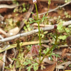 Trachymene sp. at Myall Park, NSW - 17 Sep 2022 by HelenCross