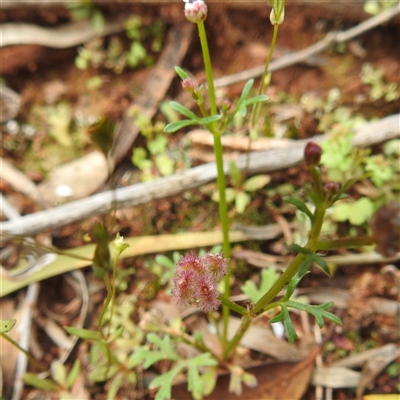 Trachymene sp. at Myall Park, NSW - 17 Sep 2022 by HelenCross