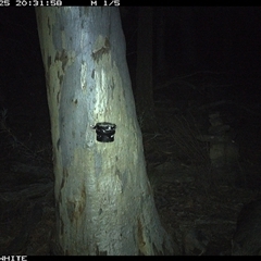 Vombatus ursinus (Bare-nosed Wombat) at Crowther, NSW - 25 May 2025 by Frecko