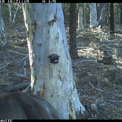 Macropus giganteus (Eastern Grey Kangaroo) at Crowther, NSW - 19 May 2025 by Frecko