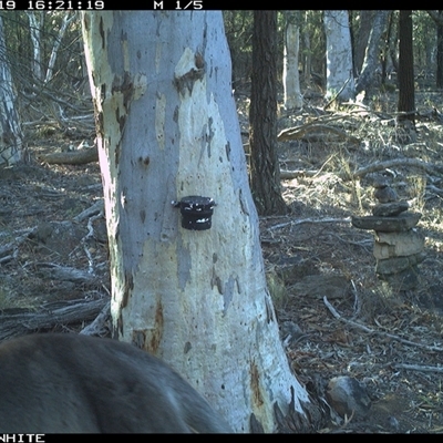 Macropus giganteus (Eastern Grey Kangaroo) at Crowther, NSW - 19 May 2025 by Frecko
