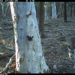 Macropus giganteus (Eastern Grey Kangaroo) at Crowther, NSW - 24 May 2025 by Frecko