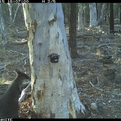 Wallabia bicolor (Swamp Wallaby) at Crowther, NSW - 15 May 2025 by Frecko