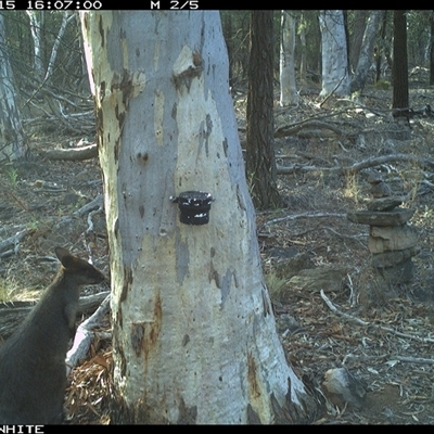Wallabia bicolor (Swamp Wallaby) at Crowther, NSW - 15 May 2025 by Frecko