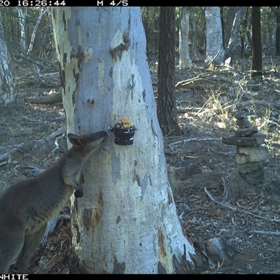 Wallabia bicolor (Swamp Wallaby) at Crowther, NSW - 20 May 2025 by Frecko