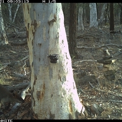 Wallabia bicolor (Swamp Wallaby) at Crowther, NSW - 21 May 2025 by Frecko