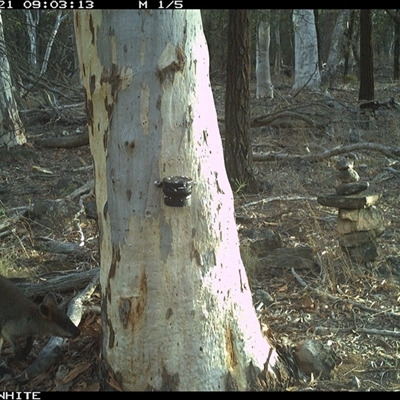 Wallabia bicolor (Swamp Wallaby) at Crowther, NSW - 21 May 2025 by Frecko