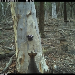 Wallabia bicolor (Swamp Wallaby) at Crowther, NSW - 24 May 2025 by Frecko
