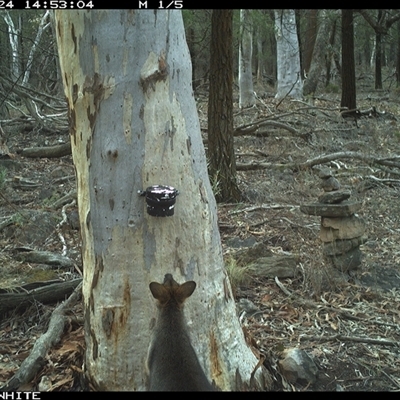 Wallabia bicolor (Swamp Wallaby) at Crowther, NSW - 24 May 2025 by Frecko