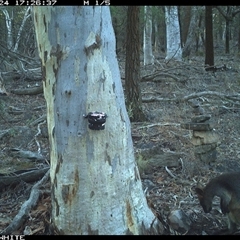 Wallabia bicolor (Swamp Wallaby) at Crowther, NSW - 24 May 2025 by Frecko