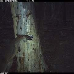 Wallabia bicolor (Swamp Wallaby) at Crowther, NSW - 26 May 2025 by Frecko