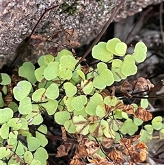 Adiantum aethiopicum (Common Maidenhair Fern) at Tharwa, ACT - Today by JaneR