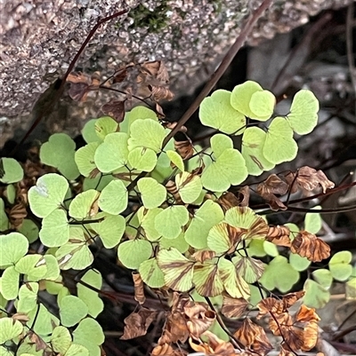 Adiantum aethiopicum (Common Maidenhair Fern) at Tharwa, ACT - Today by JaneR