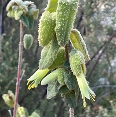 Correa reflexa var. reflexa at Tharwa, ACT - Today by JaneR