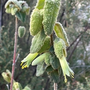Correa reflexa var. reflexa at Tharwa, ACT - Today by JaneR