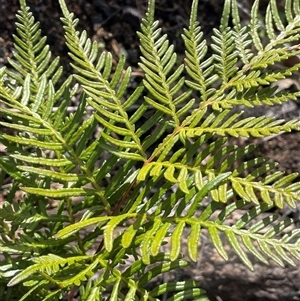 Pteridium esculentum at Tharwa, ACT - Today by JaneR