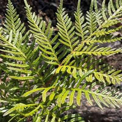 Pteridium esculentum at Tharwa, ACT - Today by JaneR
