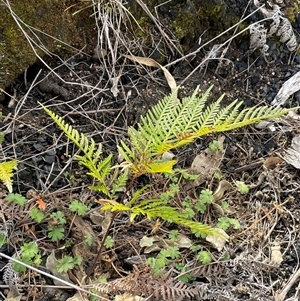 Pteridium esculentum at Tharwa, ACT - 9 Jul 2025 11:58 AM