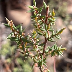 Monotoca scoparia at Tharwa, ACT - Today by JaneR