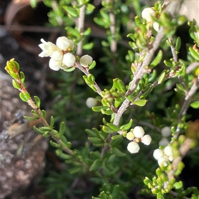 Cryptandra amara at Tharwa, ACT - Today by JaneR