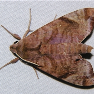 Unverified Hawk moth (Sphingidae) at Bloomsbury, QLD - 25 Oct 2008 by PJH123