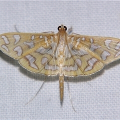 Unverified Pyralid or Snout Moth (Pyralidae & Crambidae) at Bloomsbury, QLD - 25 Oct 2008 by PJH123