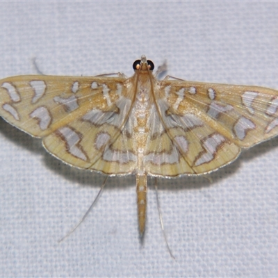 Unverified Pyralid or Snout Moth (Pyralidae & Crambidae) at Bloomsbury, QLD - 25 Oct 2008 by PJH123