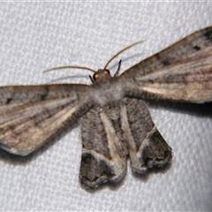 Unverified Other moth at Bloomsbury, QLD - 25 Oct 2008 by PJH123