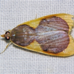 Unverified Pyralid or Snout Moth (Pyralidae & Crambidae) at Bloomsbury, QLD - 25 Oct 2008 by PJH123
