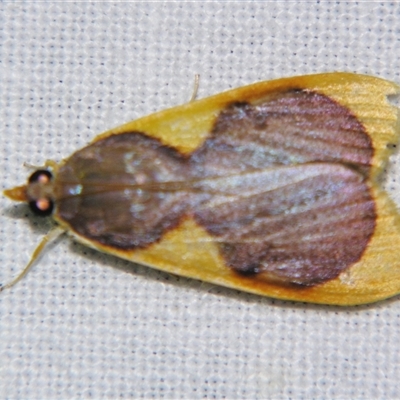 Unverified Pyralid or Snout Moth (Pyralidae & Crambidae) at Bloomsbury, QLD - 25 Oct 2008 by PJH123