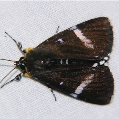 Unverified Noctuoid moth (except Arctiinae) at Bloomsbury, QLD - 25 Oct 2008 by PJH123