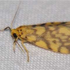 Unverified Pyralid or Snout Moth (Pyralidae & Crambidae) at Bloomsbury, QLD - 25 Oct 2008 by PJH123