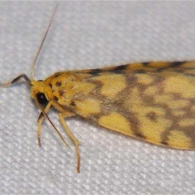 Unverified Pyralid or Snout Moth (Pyralidae & Crambidae) at Bloomsbury, QLD - 25 Oct 2008 by PJH123