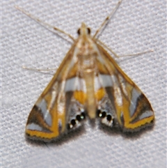 Unverified Pyralid or Snout Moth (Pyralidae & Crambidae) at Bloomsbury, QLD - 25 Oct 2008 by PJH123