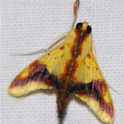 Unverified Pyralid or Snout Moth (Pyralidae & Crambidae) at Bloomsbury, QLD - 25 Oct 2008 by PJH123