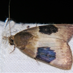 Unverified Noctuoid moth (except Arctiinae) at Bloomsbury, QLD - 25 Oct 2008 by PJH123