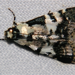 Unverified Pyralid or Snout Moth (Pyralidae & Crambidae) at Bloomsbury, QLD - 25 Oct 2008 by PJH123