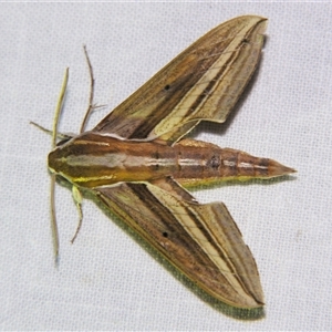 Unverified Hawk moth (Sphingidae) at Bloomsbury, QLD - 25 Oct 2008 by PJH123
