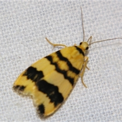 Unverified Tiger moth (Arctiinae) at Bloomsbury, QLD - 25 Oct 2008 by PJH123