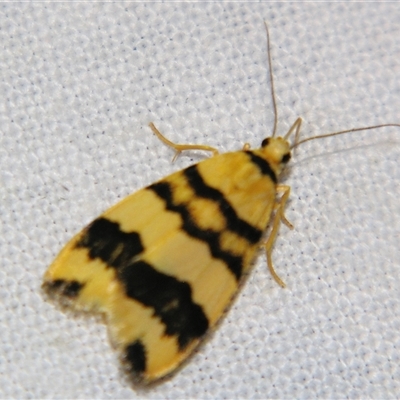 Unverified Tiger moth (Arctiinae) at Bloomsbury, QLD - 25 Oct 2008 by PJH123