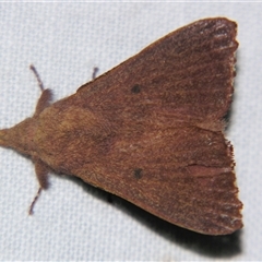 Unverified Other moth at Bloomsbury, QLD - 25 Oct 2008 by PJH123