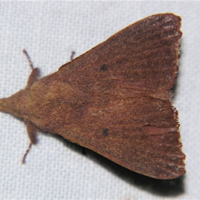 Unverified Other moth at Bloomsbury, QLD - 25 Oct 2008 by PJH123