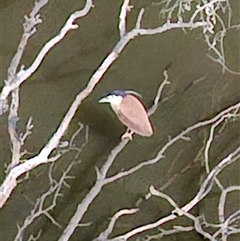 Nycticorax caledonicus (Nankeen Night-Heron) at Darlington Point, NSW - Yesterday by MB