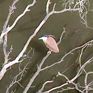 Nycticorax caledonicus (Nankeen Night-Heron) at Darlington Point, NSW - Yesterday by MB
