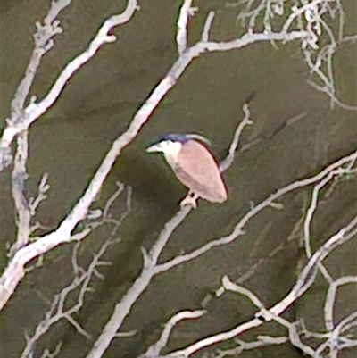 Nycticorax caledonicus (Nankeen Night-Heron) at Darlington Point, NSW - Yesterday by MB