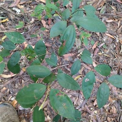 Rhodamnia rubescens at Gleniffer, NSW - Today by NJ