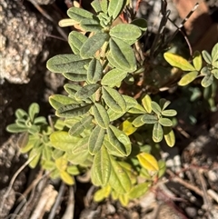 Unverified Plant at Tharwa, ACT - Today by Safarigirl
