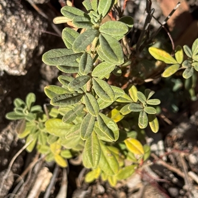 Unverified Plant at Tharwa, ACT - Today by Safarigirl